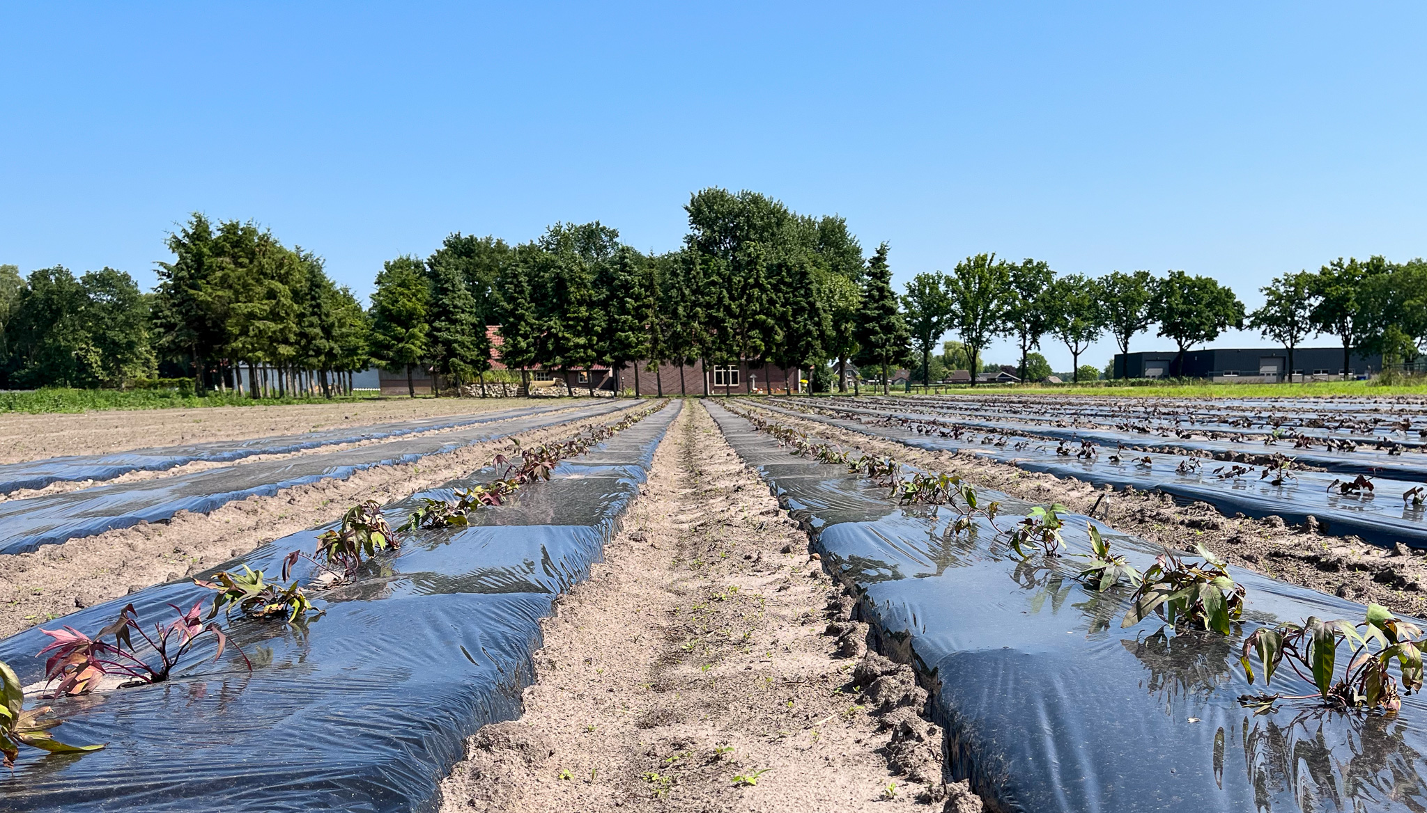 Een foto van een biologische akker